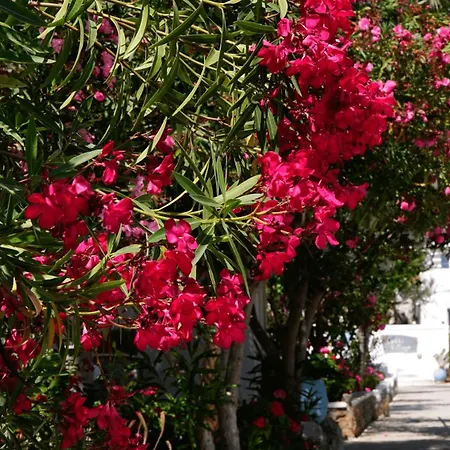 Aparthotel Lakki Village Aegiali